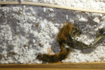 IMG_1615, Carcass, Tape.JPG